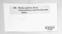 Phlebia tremellosa image
